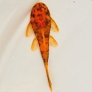 LDA super red calico